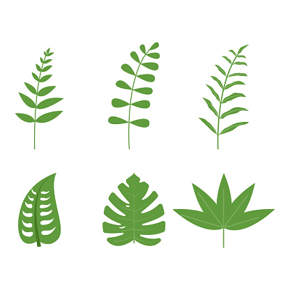 palm leaf tropical leaves set vector