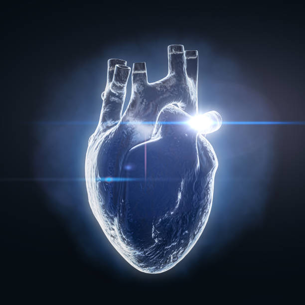 visão do holograma de raios-x de órgão interno do órgão humano. renderização 3d - human heart x ray image anatomy human internal organ - fotografias e filmes do acervo