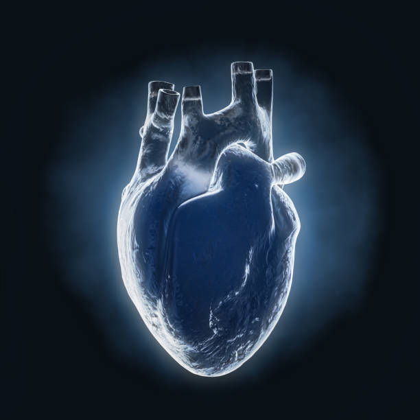 visão do holograma de raios-x de órgão interno do órgão humano. renderização 3d - human heart x ray image anatomy human internal organ - fotografias e filmes do acervo