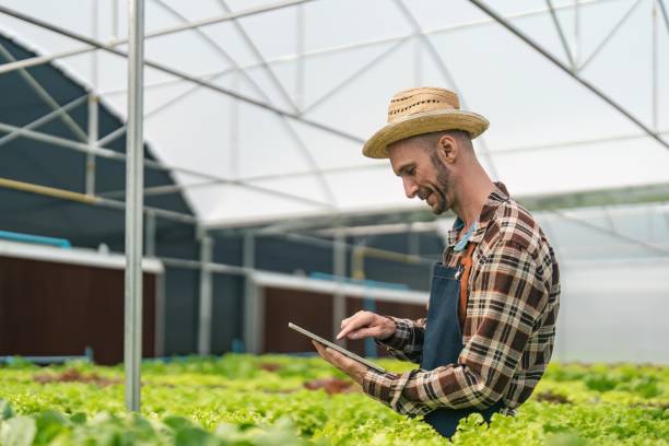 istock Hydroponics vegetable farm. male farmer checking vegetables from his hydroponics farm, concept of growing organic vegetables and healthy food 1485938706