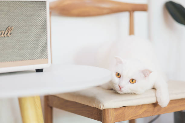 istock Cute white cat on chair in cafe' 1485941755
