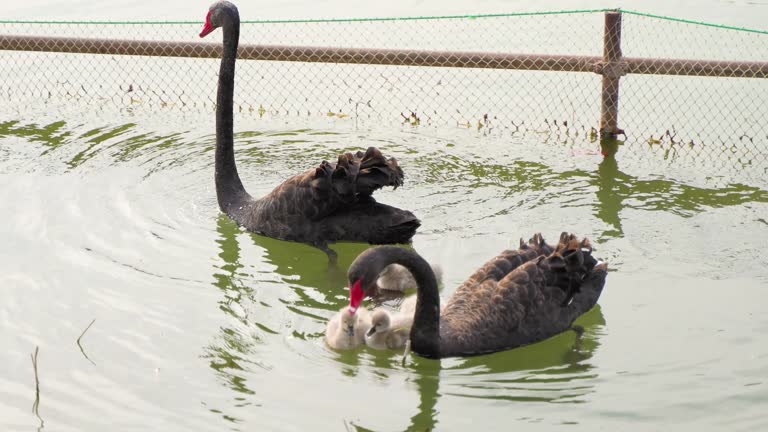 Black Swan Swan Baby Swimming in the Water