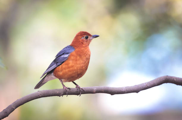 orange-headed thrush. orange-headed thrush is a bird in the thrush family. It is common in well-wooded areas of the Indian Subcontinent and Southeast Asia. orange headed thrush bird stock pictures, royalty-free photos & images