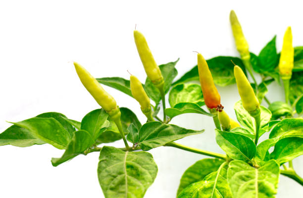 istock Green chili, fresh chili on white background.. 1485944613