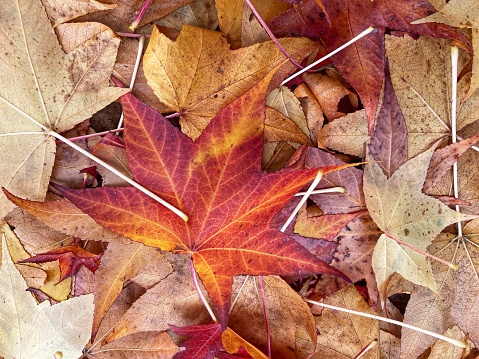 Fallen autumn leaves on ground