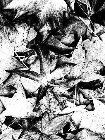 Black and white autumn leaf abstrac
