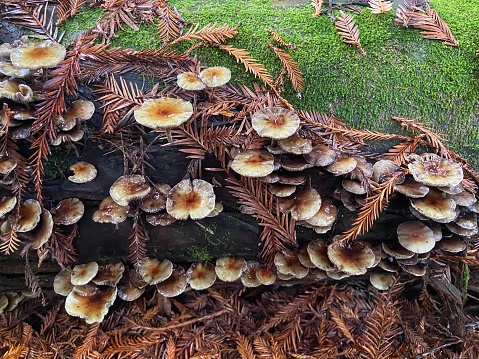 Small mushrooms on log