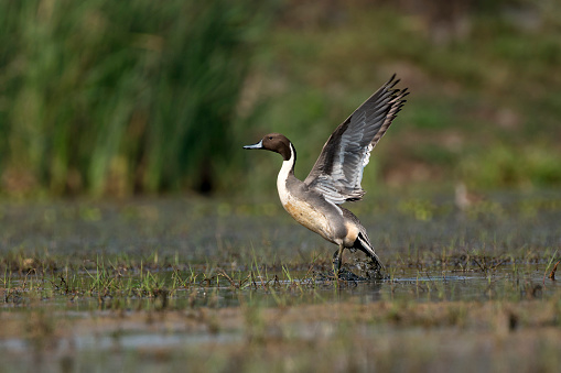 Northern pintail bird flying out of water with use of selective focus