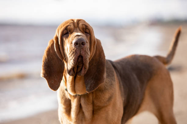 Close-up portrait of a brown bloodhound on a sunny day Close-up portrait of a brown bloodhound on a sunny day bloodhound stock pictures, royalty-free photos & images