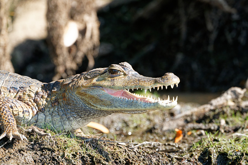 Saltwater Crocodile, Crocodilus porosus, Sundarbans, West Bengal, India