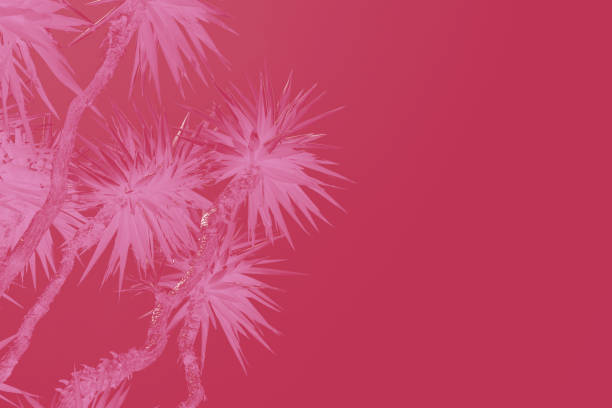 istock Date palm tree close up with sunlight seen through the leaves. Beautiful nature bakground. Color of the year 2023 inspired.Summer concept toned in color of the year viva magenta. abstract photo 1485954143