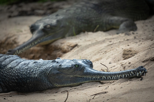 A pair of gharial crocodiles relaxing in the sand