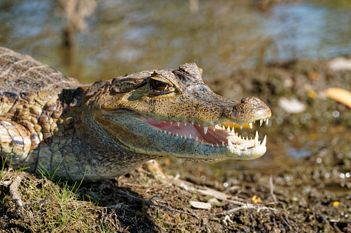 American Alligator, alligator mississipiensis, Adult with Open Mouth Regulating Body Temperature