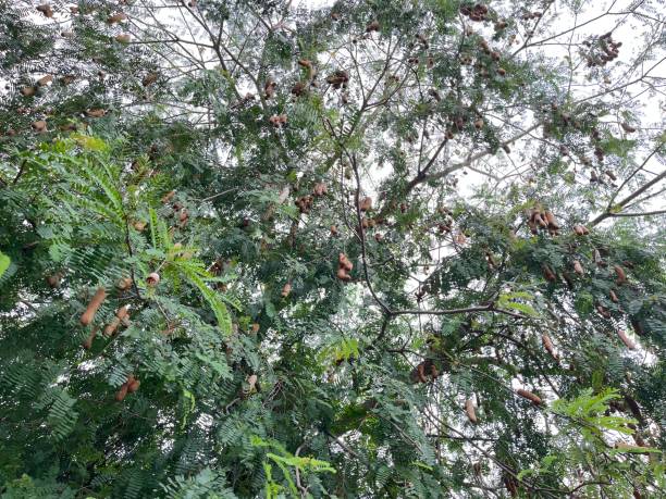 istock Ripe fruitful tamarind tree on branch 1485957331