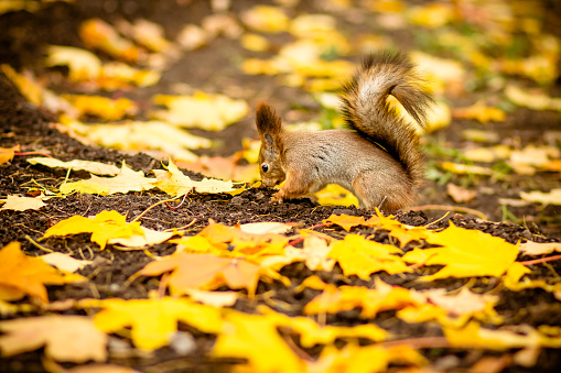 A Grey Squirrel\n\nPlease view my portfolio for other wildlife photos