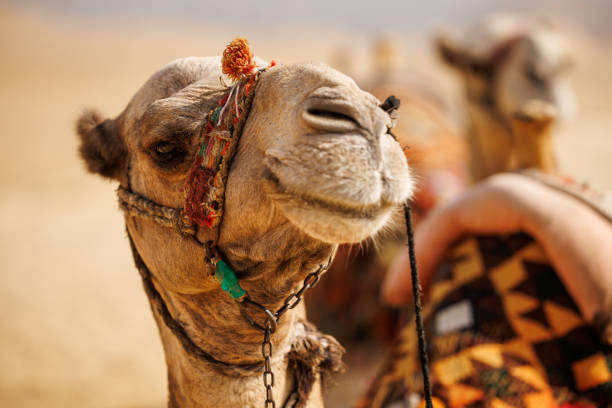 primo piano di un dromedario nel deserto - morocco desert camel africa foto e immagini stock