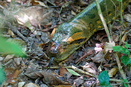 snakes thrive on the Los Llanos of Colombia