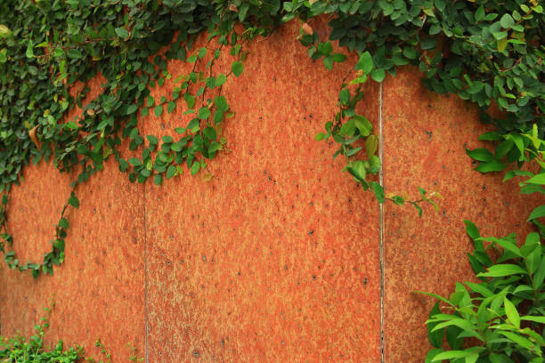 istock Green Creeper Plant growing on a wall 1485967117