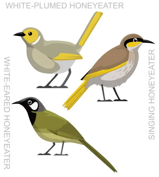 Vector illustration of Cute Bird Honeyeater Set Cartoon Vector