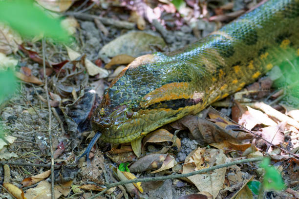 istock Green Anaconda female 1485972121