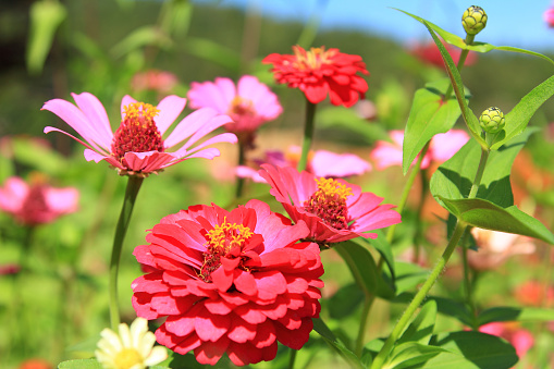 the clear sky with flower in garden.close up many pink zinnia flower blooming in the garden backyard,zinnia violacea cav is scientific name.