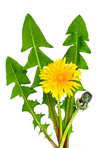 Dandelion plant. Flower with leaves on a white background. Herbs. Wildflower.