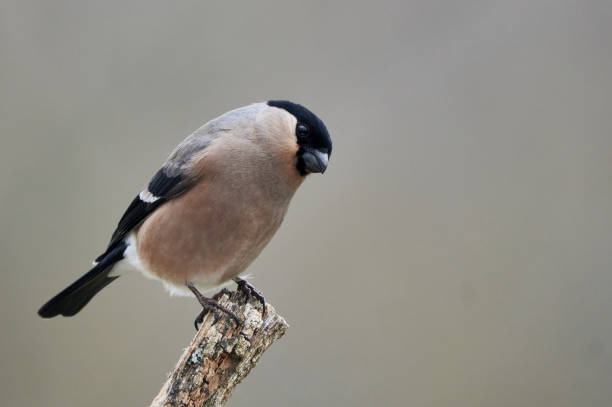 istock Bullfinch perched on a trunk 1485972460