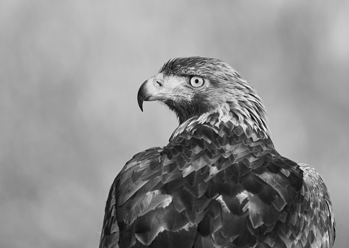 A Golden Eagle portrait in black and white. Photo made in the north of spain on a snowy day.