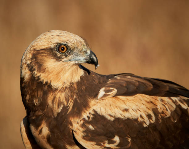 istock Female Marsh harrier portrait 1485973585