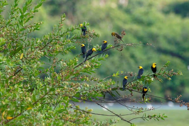 blackbirds sit in a tree on the Los Llanos of Colombia