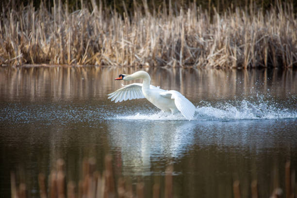 istock Wild bird mute swan start flying 1485975709