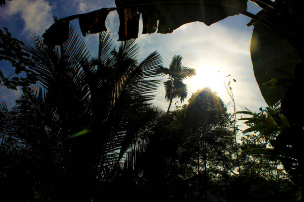 istock Tropical wooded forest trees and sunlight background 1485975784