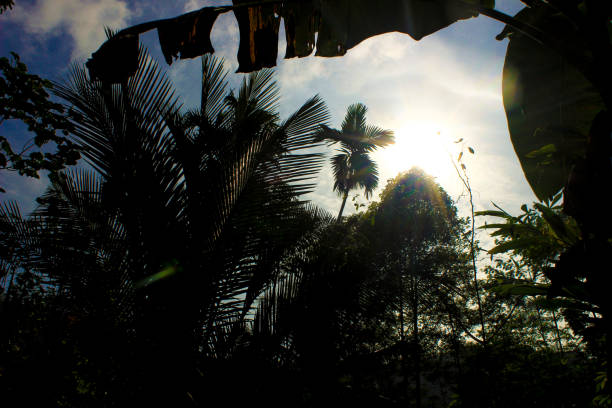 istock Tropical wooded forest trees and sunlight background 1485975791