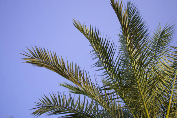 istock palm tree against the blue sky in sunny weather in Egypt 1485976191