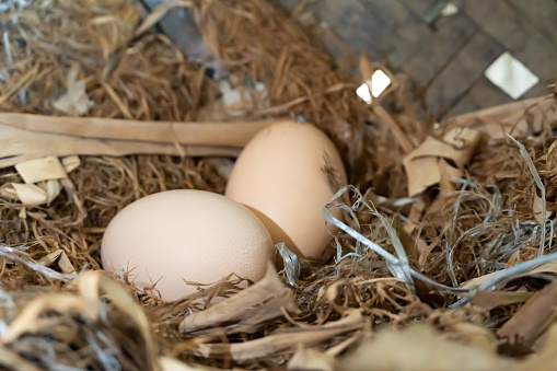 Two eggs in a pile of hay cluttered with grass clippings and bits of rope that hens use as nests to incubate their eggs.