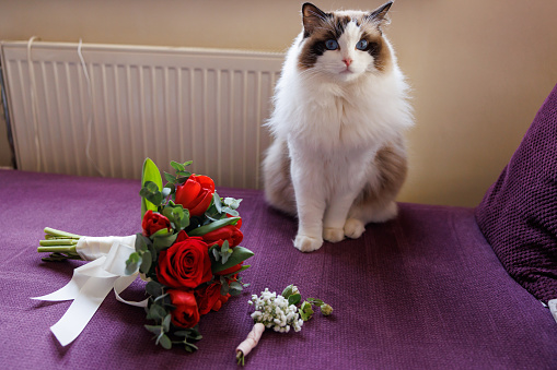 Beautiful ragdoll cat sitting with red rose bouquet on sofa at home