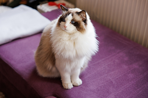 Beautiful ragdoll cat sitting on sofa at home