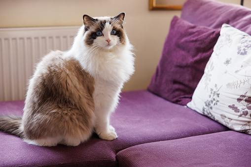 British cat lying relaxed and confident on the floor at home. British shorthair breed portrait