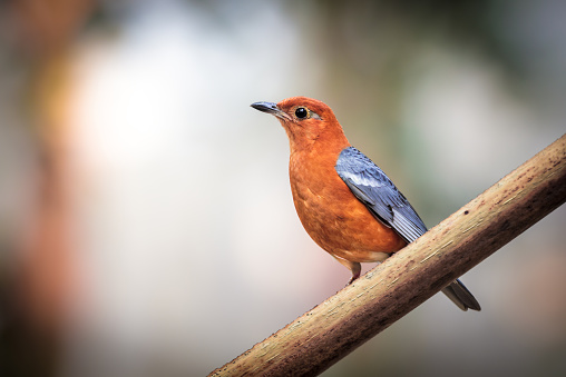 orange-headed thrush is a bird in the thrush family. It is common in well-wooded areas of the Indian Subcontinent and Southeast Asia.