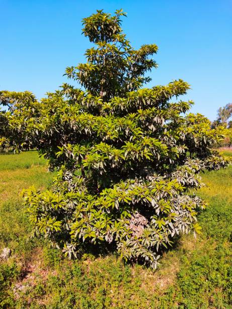 Sapodilla fruit tree evergreen manilkara zapota-tree manilkaratree chico plant image photo stock photo