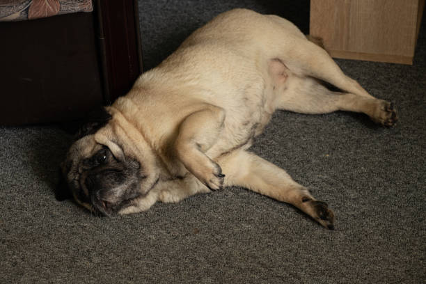 Funny pug walking in summer park at sunset