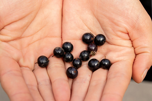 black currant berries lie in the palms of female hands close-up