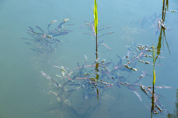 istock algae on the surface of river water as a background 1485981438