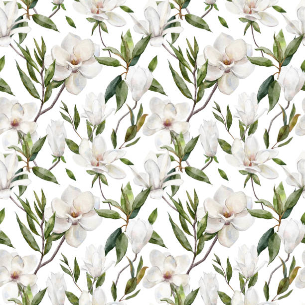 ilustraciones, imágenes clip art, dibujos animados e iconos de stock de patrón botánico sin costuras de acuarela con flores blancas de magnolia - magnolia blossom