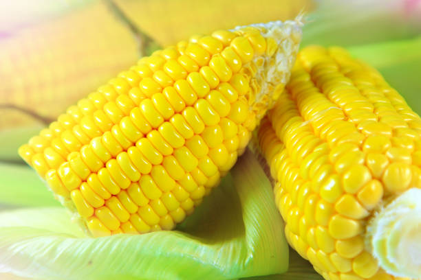 istock half break sweet corn,close up yellow fresh half corn raw delicious put on leaf isolated on floor 1485983891