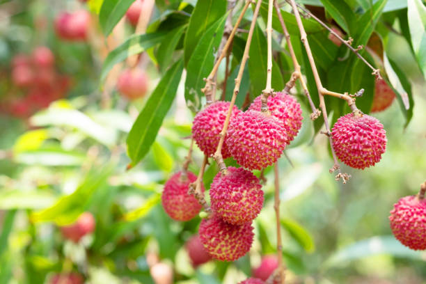 istock Amphawa lychees. Lychees in the garden. 1485984529