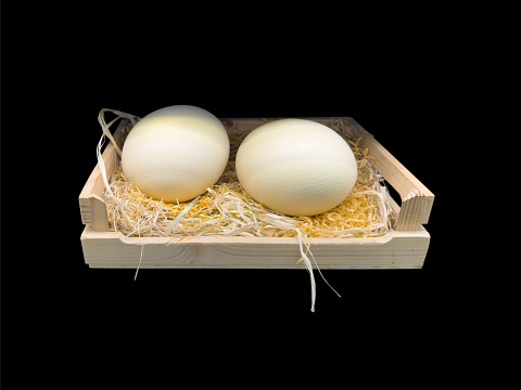 Two ostrich egg in wooden plate isolated on black background. Big ostrich egg