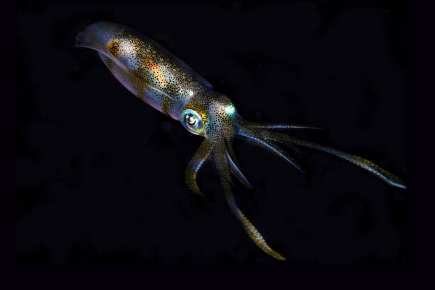 istock The squid in black water photography 1485985109