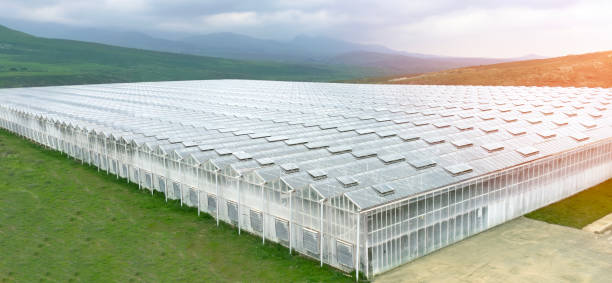 Aerial view industrial agricultural greenhouses for growing. Greenhouse industrial exterior. Food farming industry with giant buildings. Drone view on industrial modern glasshouse. stock photo