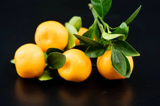 Calamondinorangen Citro fortunella microcarpa sind eine Kreuzung zwischen Kumquats und Mandarinen